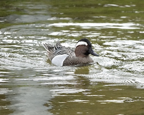 garganey